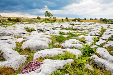 Téléchargez les photos : Burren National Park in Ireland, county Clare. Rough Irish nature. Beautiful landscape - en image libre de droit