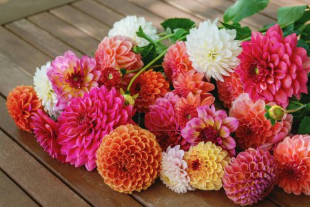 Téléchargez les photos : Différentes fleurs roses, orange et blanches de Dahlia. Fleurs de jardin dahlia colorées, fond d'écran. Dalias en fleurs fleurissent. - en image libre de droit