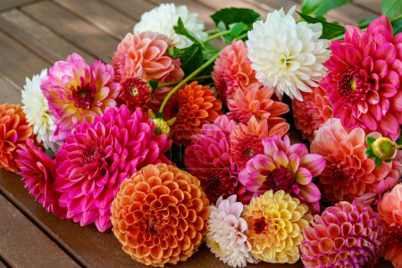 Photo for Different pink, orange and white Dahlia flowers. Colorful dahlia garden flowers, wallpaper backdrop. Blossoming dalias bloom. - Royalty Free Image