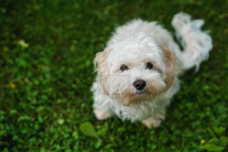 Téléchargez les photos : Petit chiot mignon de chien maltais assis dans l'herbe. Fond diffus. Fourrure duveteuse blanche. - en image libre de droit