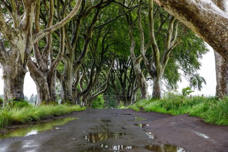 Photo for Spectacular Dark Hedges in County Antrim, Northern Ireland on cloudy foggy day. Avenue of beech trees along Bregagh Road between Armoy and Stranocum. Empty road without tourists. - Royalty Free Image