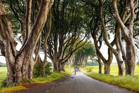 Photo for Spectacular Dark Hedges in County Antrim, Northern Ireland on cloudy foggy day. Avenue of beech trees along Bregagh Road between Armoy and Stranocum. Empty road without tourists. - Royalty Free Image