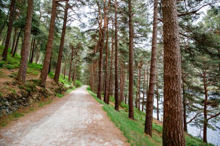 Foto de Vista idílica en el bosque de Glendalough Valley con sendero, Condado de Wicklow, Irlanda. Montañas, lagos y turistas recorriendo senderos. - Imagen libre de derechos