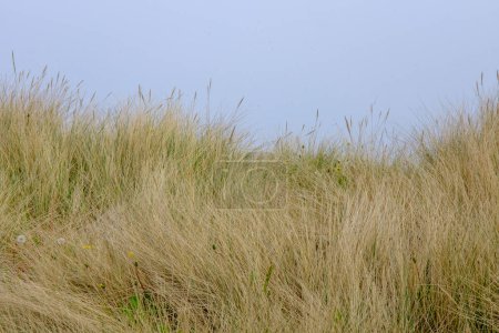 Téléchargez les photos : Olberg ; Olbergstranden ; Raege ; Norvège ; 20 mai 2023, Dunes de sable naturel couvertes d'herbe longue protégeant l'érosion côtière vieillissante sans peuple - en image libre de droit