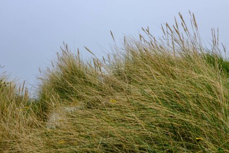 Téléchargez les photos : Olberg ; Olbergstranden ; Raege ; Norvège ; 20 mai 2023, Dunes de sable naturel couvertes d'herbe longue protégeant l'érosion côtière vieillissante sans peuple - en image libre de droit