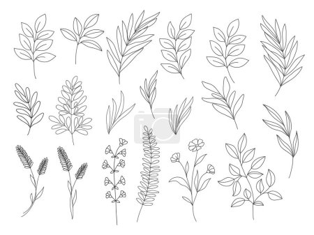 Botanical clip art. Line art vector wildflowers sketch. Line drawn leaves and branches