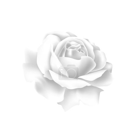 Illustration for Beautiful white rose on a white background. Vector delicate rose - Royalty Free Image