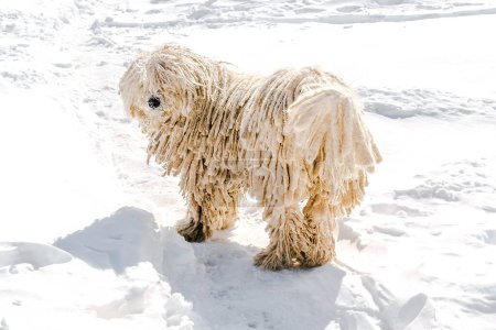 Téléchargez les photos : Chien de race puli blanc hongrois, chien de berger animal de compagnie avec dreadlock en plein air couché sur la neige en hiver dans les montagnes des Carpates, Ukraine, Europe. - en image libre de droit