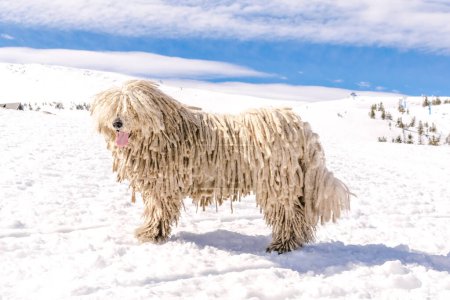 Téléchargez les photos : Chien de race puli blanc hongrois, chien de berger animal de compagnie avec dreadlock en plein air couché sur la neige en hiver dans les montagnes des Carpates, Ukraine, Europe. - en image libre de droit