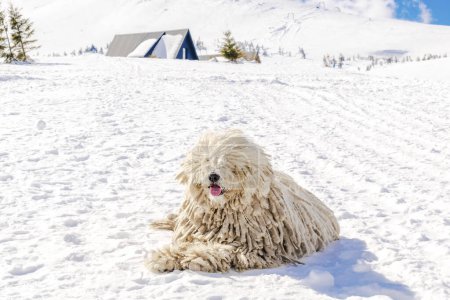 Téléchargez les photos : Chien de race puli blanc hongrois, chien de berger avec dreadlock en plein air couché sur la neige en hiver dans les montagnes des Carpates, Ukraine, Europe. - en image libre de droit