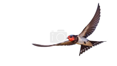 Foto de Granero tragar vuelo aislado sobre fondo blanco, aves - Imagen libre de derechos