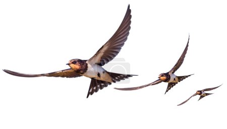 Foto de Golondrinas en vuelo aislado, aves - Imagen libre de derechos