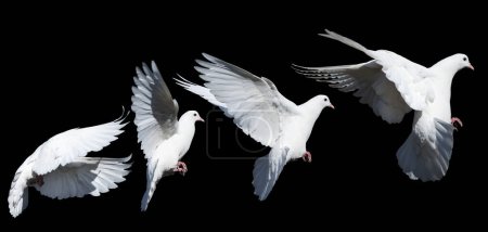 Téléchargez les photos : Colombe blanche en vol isolée sur fond noir, ensemble, oiseau - symbole - en image libre de droit