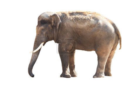 Photo for Elephant isolated on white background , animal - symbol - Royalty Free Image