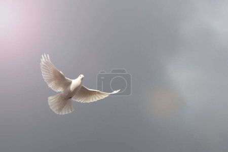 Foto de White dove spreading its wings flies on a gray sky with a beam of light, animal - symbol - Imagen libre de derechos