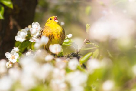 Foto de Beautiful yellow bird among spring flowering branches, spring beauty - Imagen libre de derechos
