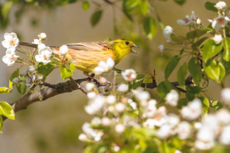 Foto de Yellowhammer among the branches of a flowering tree, spring beauty - Imagen libre de derechos