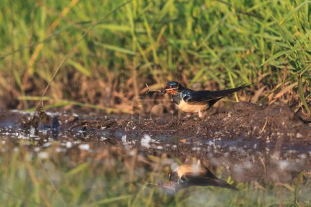 Foto de Swallow gathers material for the nest , beauty of nature - Imagen libre de derechos