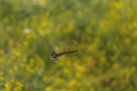 Foto de Swallow spreading its wings flies over a flowering field , beauty of nature - Imagen libre de derechos
