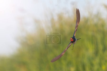 Foto de Swallow spreading its wings flies , beauty of nature - Imagen libre de derechos