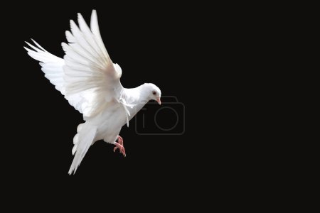 Téléchargez les photos : Colombe blanche déployant ses ailes mouches, isolée sur noire, oiseau de paix - en image libre de droit