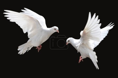 Foto de Palomas blancas volando, aisladas en negro, pájaro de paz - Imagen libre de derechos