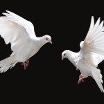 white doves flying, isolated on black, bird of peace