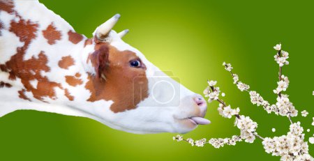 Photo for Cow sticks out her tongue and stretches in a flowering branch, sacred animal, milk - Royalty Free Image