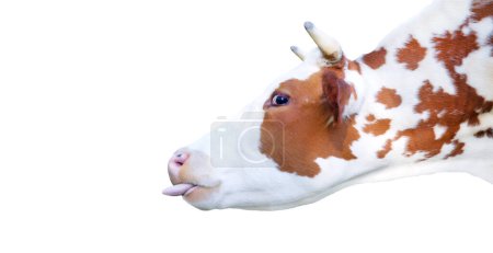 Photo for Cow stuck out tongue isolated on white background , sacred animal, milk - Royalty Free Image