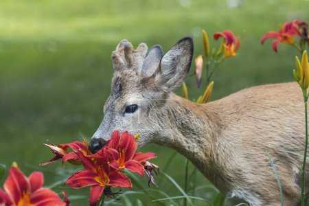 Photo for Roe deer eating red lilies in the park - Royalty Free Image