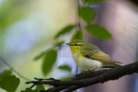 Photo for Spring bird among green leaves, wild nature - Royalty Free Image