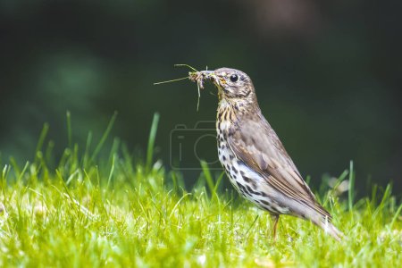bird stands among the grass with worms in its beak for the chicks,care