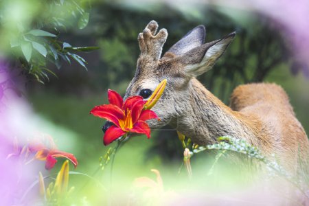 roe deer among beautiful spring flowers , amazing wildlife
