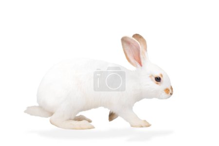 Photo for White rabbit isolated on white, Easter - Royalty Free Image