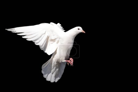 Téléchargez les photos : Colombe blanche, oiseau de paix en vol isolé sur fond noir, paix du monde - en image libre de droit