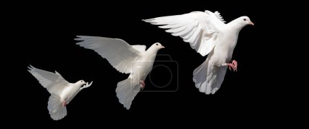 Téléchargez les photos : Colombes blanches, oiseaux de paix en vol isolés sur fond noir, paix mondiale - en image libre de droit