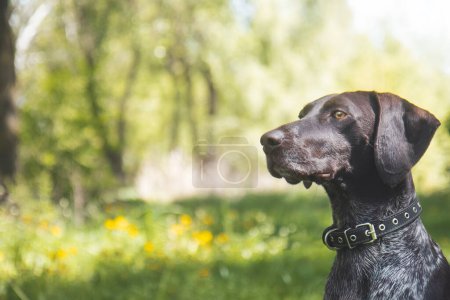 hunting breed dog catches the scent, sports, pets, hunting