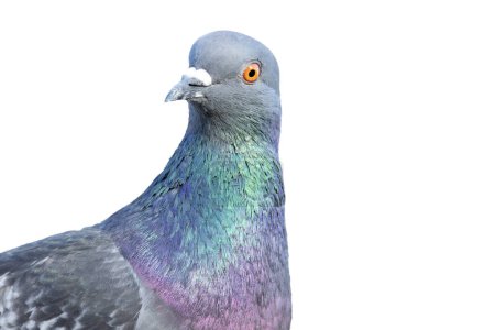 Téléchargez les photos : Pigeon regardant la caméra, isolé sur blanc, oiseau - en image libre de droit