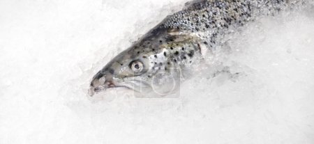 Photo for Fresh salmon lies in ice on the counter, fish - Royalty Free Image