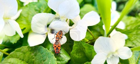 two red beetles love each other on a white flower, spring and summer