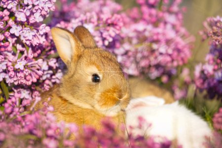 mignon lapin gros plan portrait en lilas fleurs, animaux bébé, Pâques