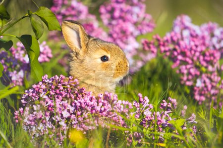 cute rabbit in lilac flowers, animals baby , easter