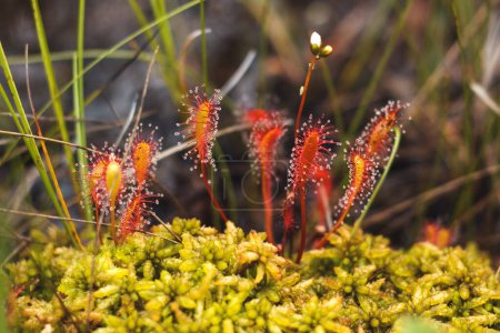 Fleischfressende Pflanze, Sonnentau, Foto im Biotop, wilde Natur