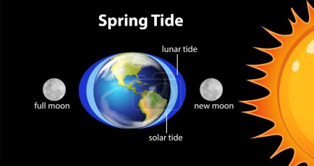 Ilustración de Diagrama que muestra la ilustración de las mareas de primavera - Imagen libre de derechos