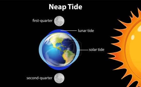Illustration for Diagram showing neap tides illustration - Royalty Free Image