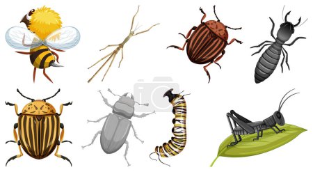 Téléchargez les illustrations : Collection d'illustrations vectorielles de différents insectes - en licence libre de droit