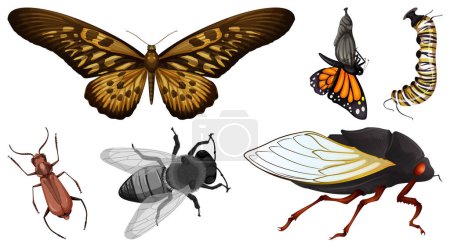 Téléchargez les illustrations : Ensemble de différents types d'insectes illustration - en licence libre de droit