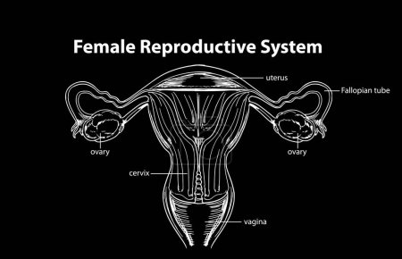 Illustration for Female Reproductive System Vector illustration - Royalty Free Image