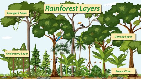 Ilustración de Layers of the rainforest vector illustration - Imagen libre de derechos