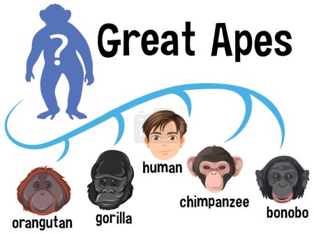 Illustration for Five different types of great apes illustration - Royalty Free Image